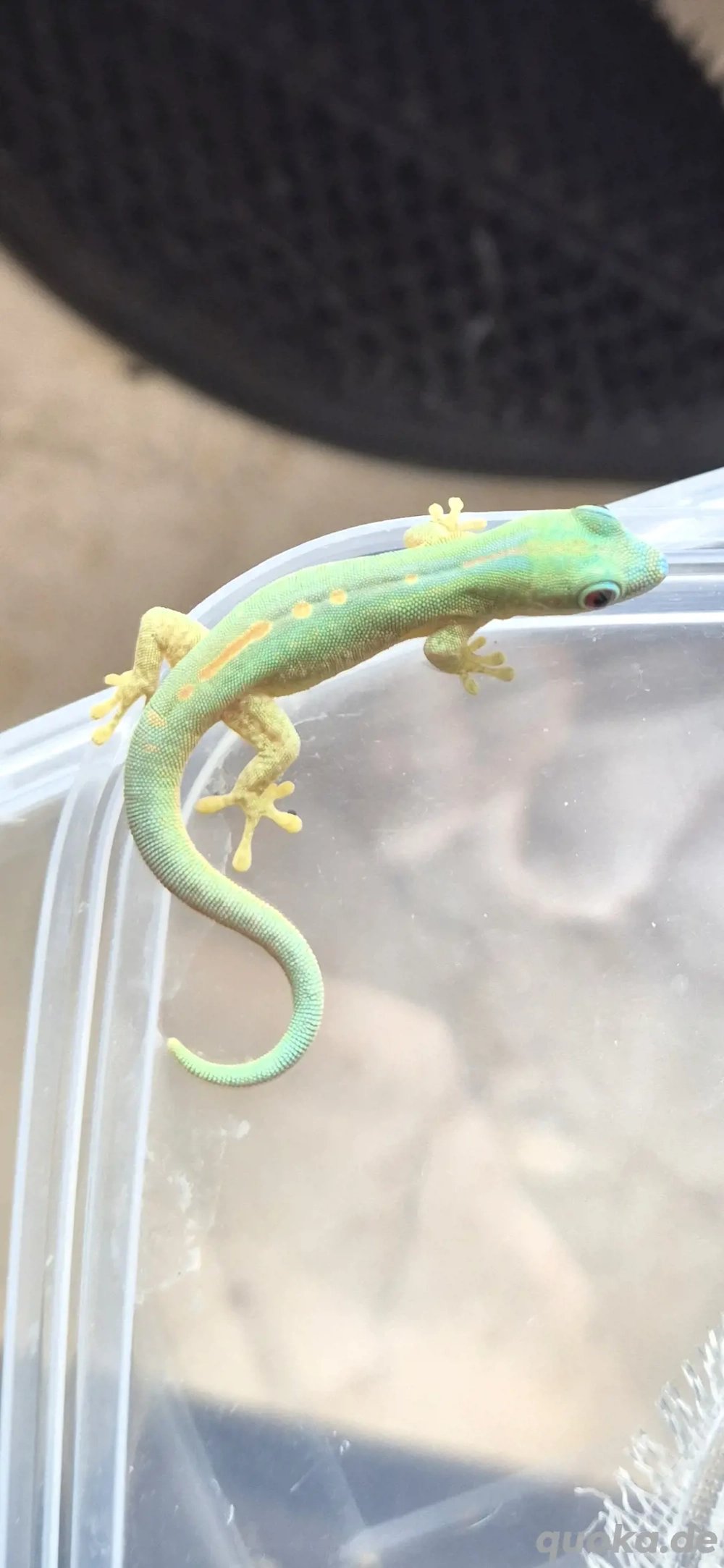 0.0.1 phelsuma robertmertensi 