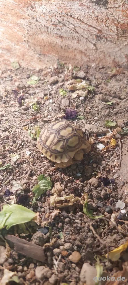 Pantherschildkröten zu verkaufen 