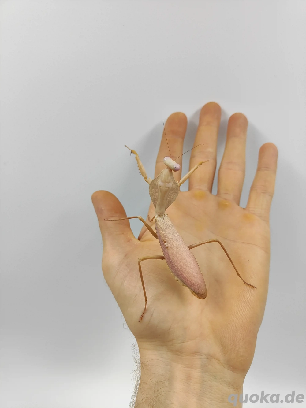 Rhombodera kirbyi Mantiden 