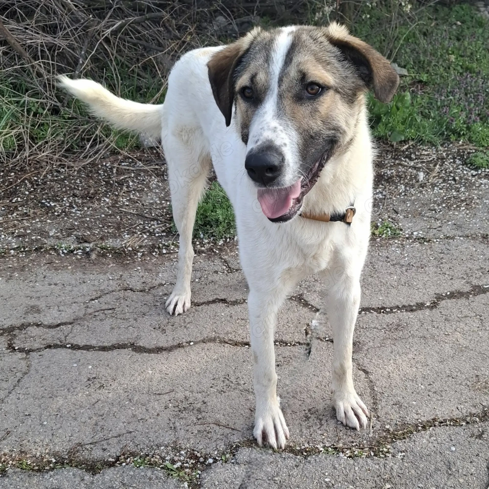   Jaro - ein bisschen mehr Hund!
