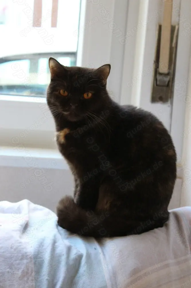 Matahari   besondere Katze in verantwortungsvolle Hände abzugeben