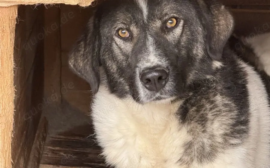 Cheeky, unser agiler und kluger Rüde, sucht Herdenschutz-Fans als Adoptanten.