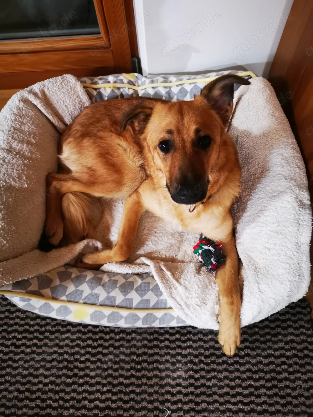 DRINGEND! Sehr liebe, freundliche, junge Hündin, Mischling Hund