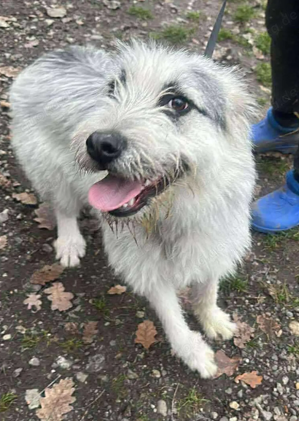 Momo, hübsches Hundefräulein sucht ihr Zuhause 