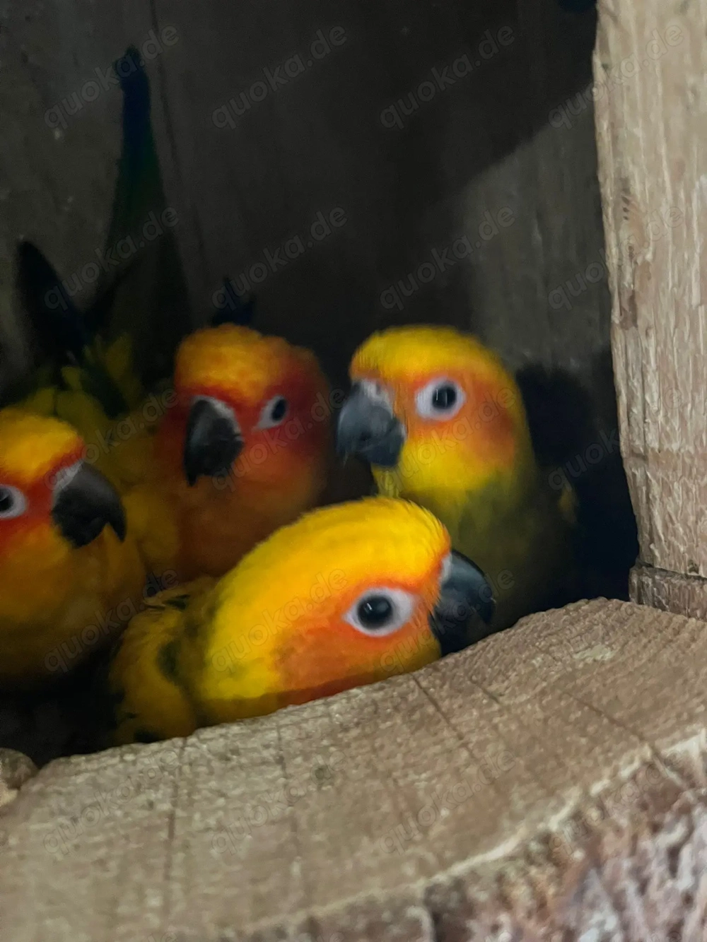 Vögel Sonnensittiche 