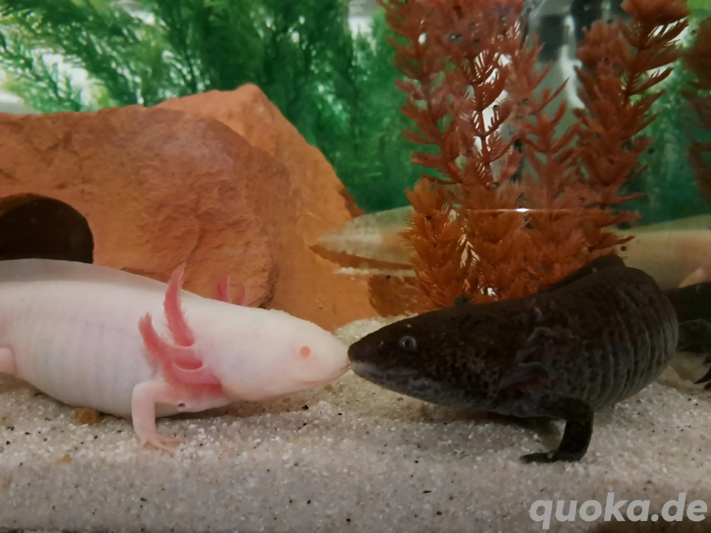 Axolotl BD frei Jungtiere Weißling Wildling Weißalbino Goldalbino 