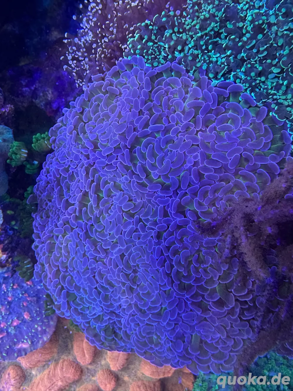 Meerwasser Ableger Euphilia Parancora 