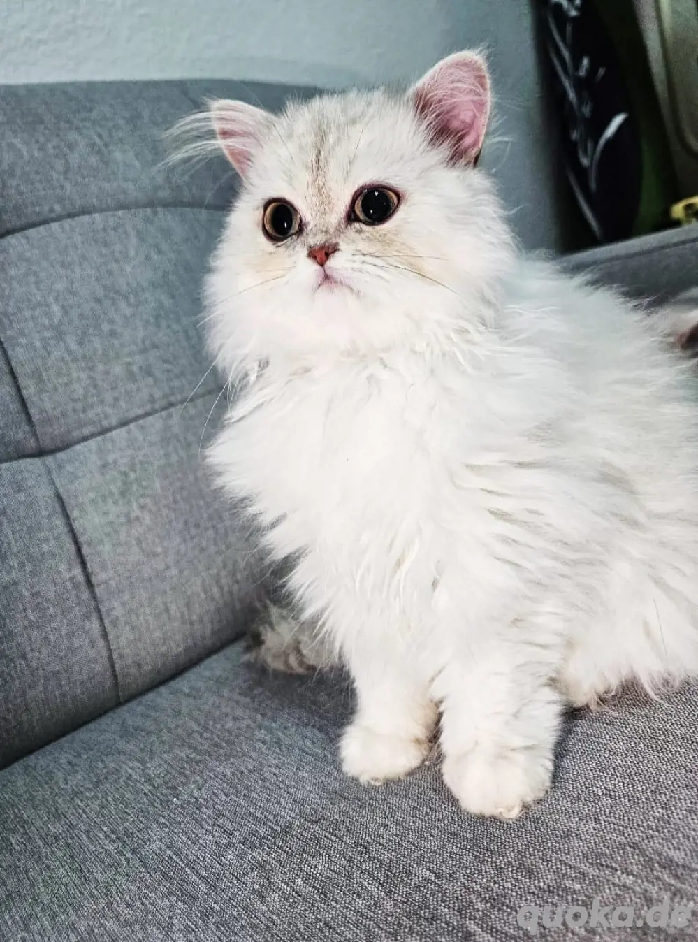 Britisch Langhaar Kater