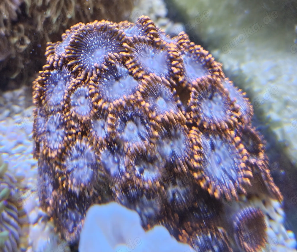 Zoanthus Fire and Ice , Krustenanemone