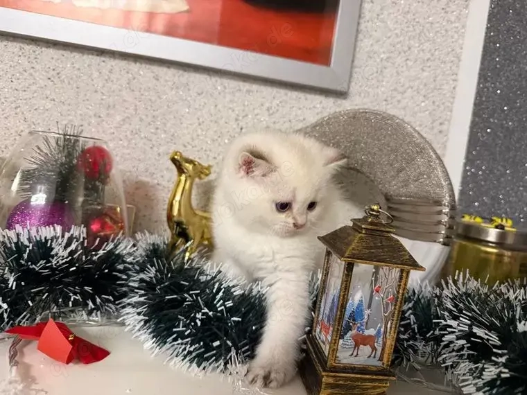Reinrassige BKH Kitten
