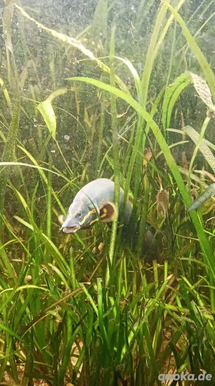 Feuerstachelaal (0.0.1   50cm)