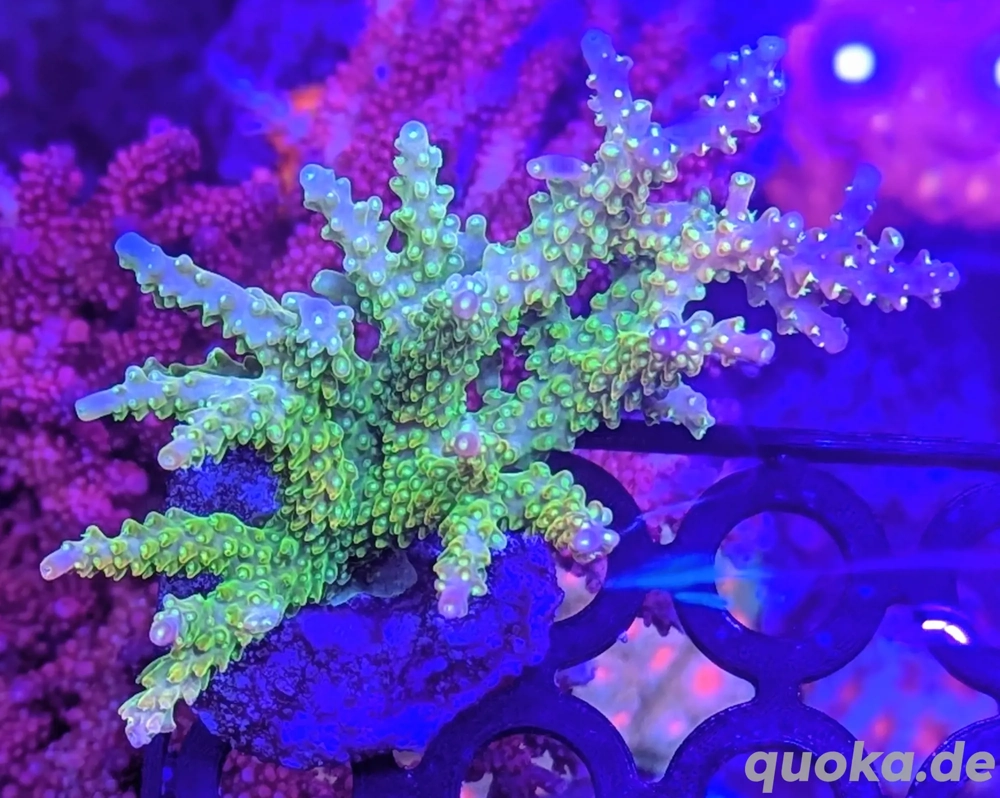 Korallen Ableger Acropora Mango Garden, Four Seasons, andere