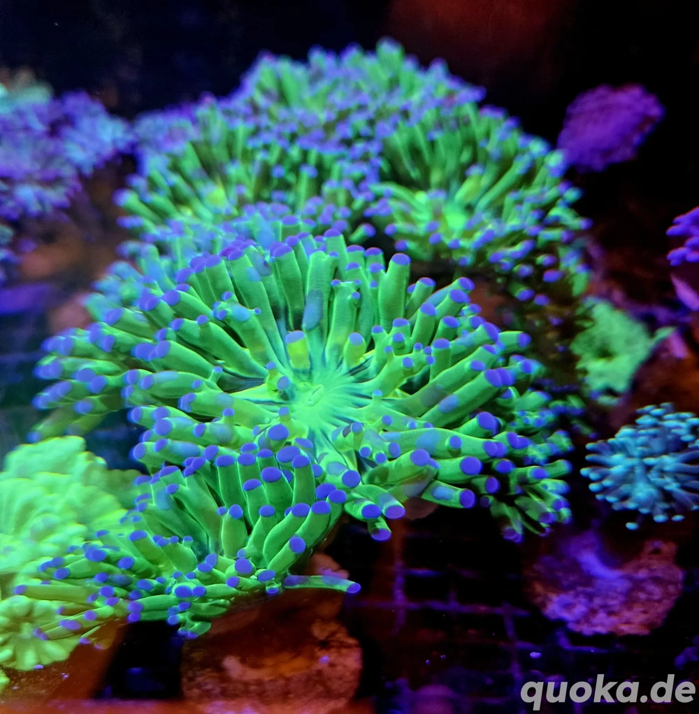 Meerwasser Korallenableger