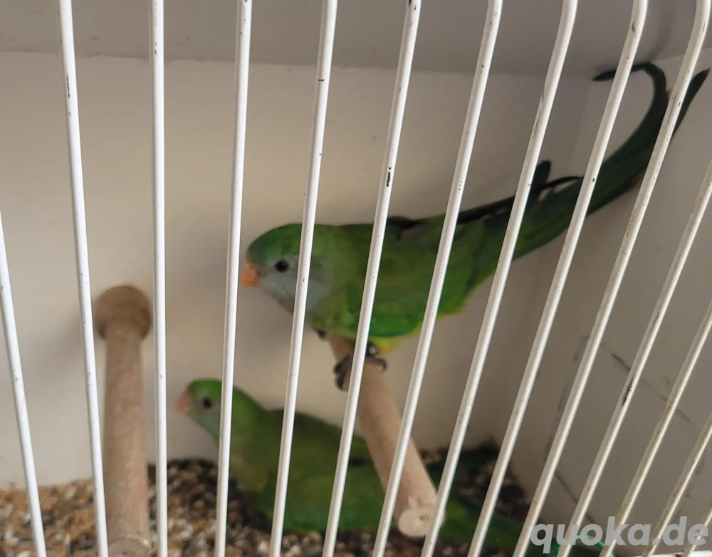 1.1 schildsittiche 25