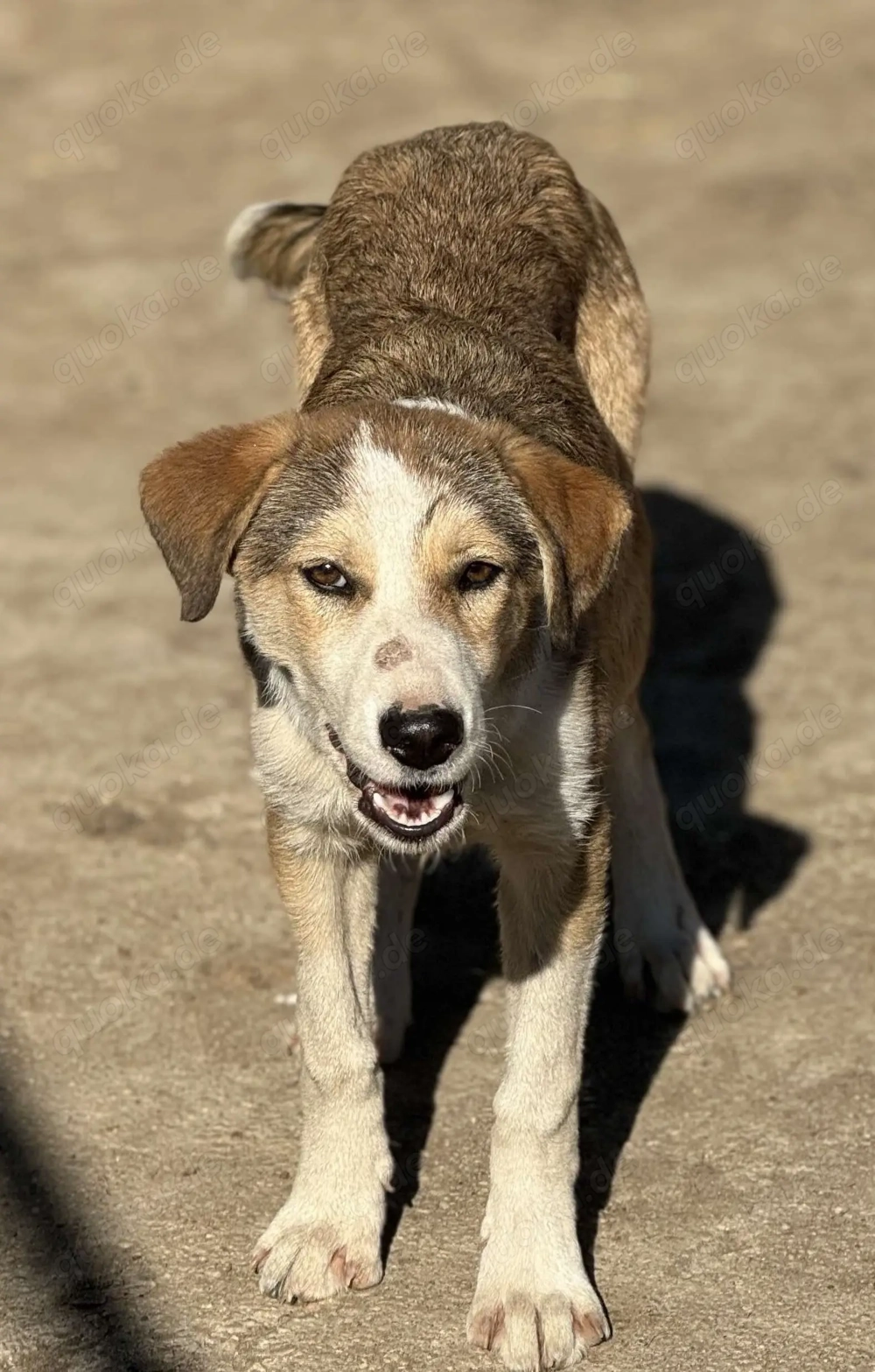 Ronja - bitte vergesst mich nicht im Shelter!