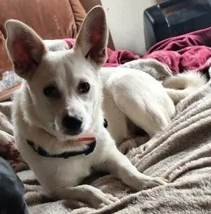 Rieke - liebebedürftiges und verspieltes Hundekind