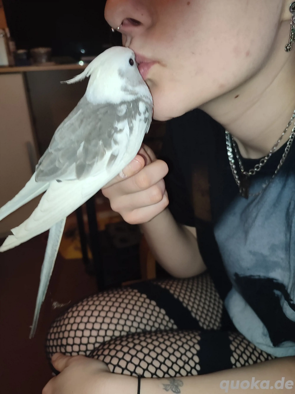 Handzahme Nymphensittiche abzugeben 