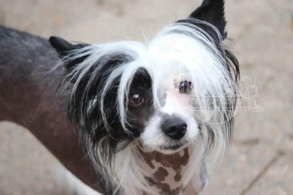 Valentino - Zuchtrüde & Charmeur 