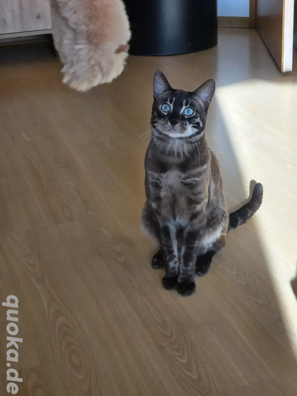 wunderschöner Bengal Deckkater Snow MINK CHAROCAL 