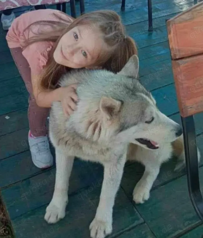 Heller Siberian Husky Rüde 3J KINDERLIEB Ausreise nach Adoption bundesweit möglich