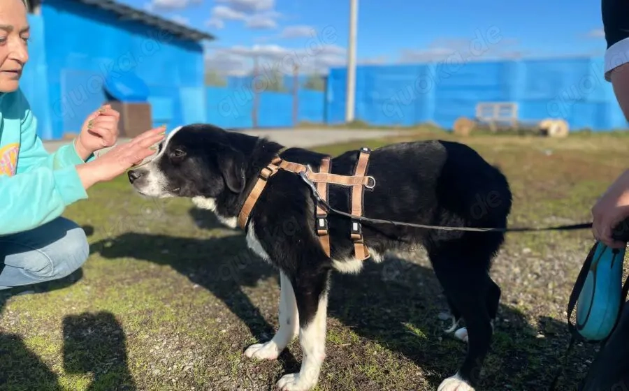 Schüchterner Ajax sucht geduldiges Zuhause