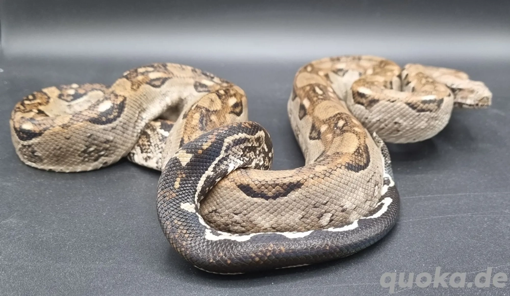 Boa constrictor imperator 
