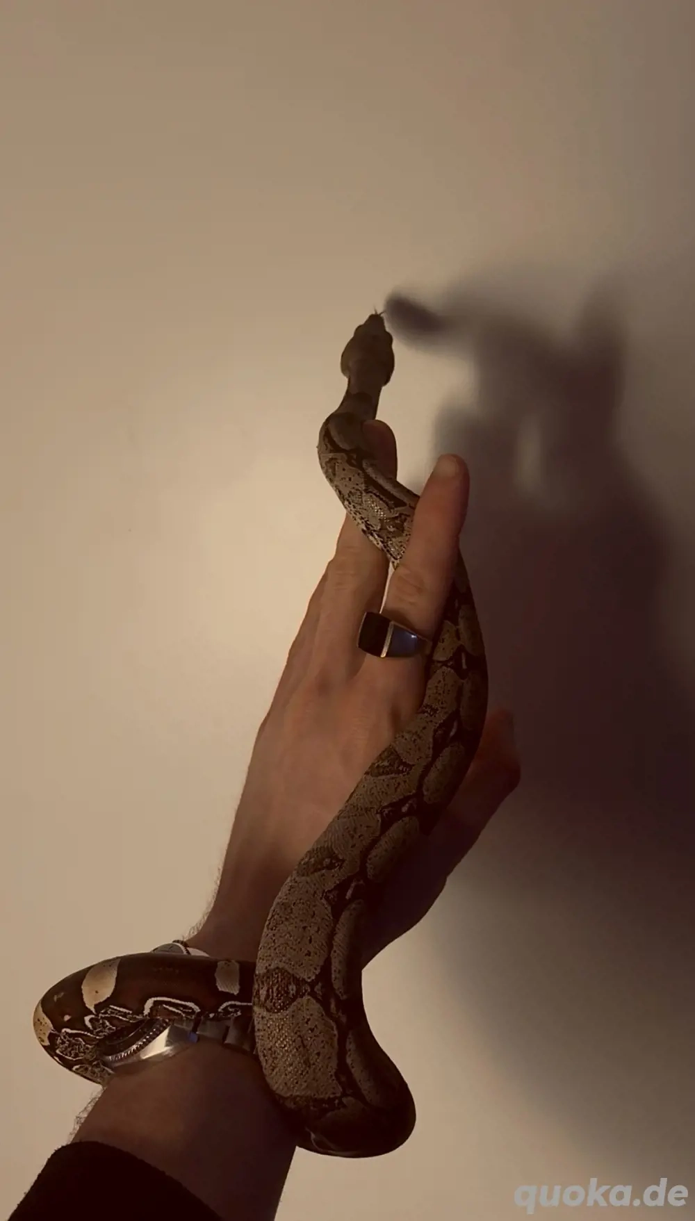 1.0 Boa Constrictor Guyana LTC Wf24