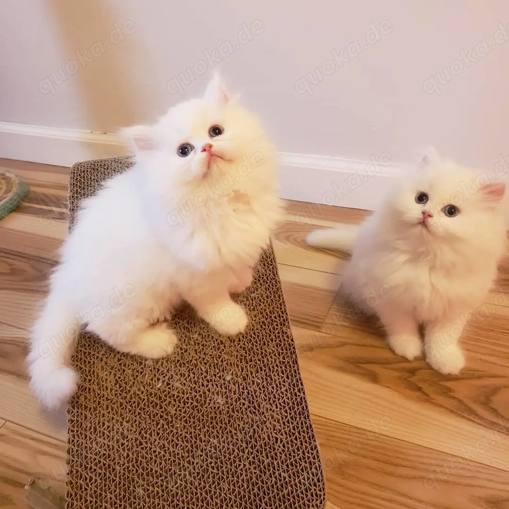 Pedigree Purebred Persian Kittens Ready