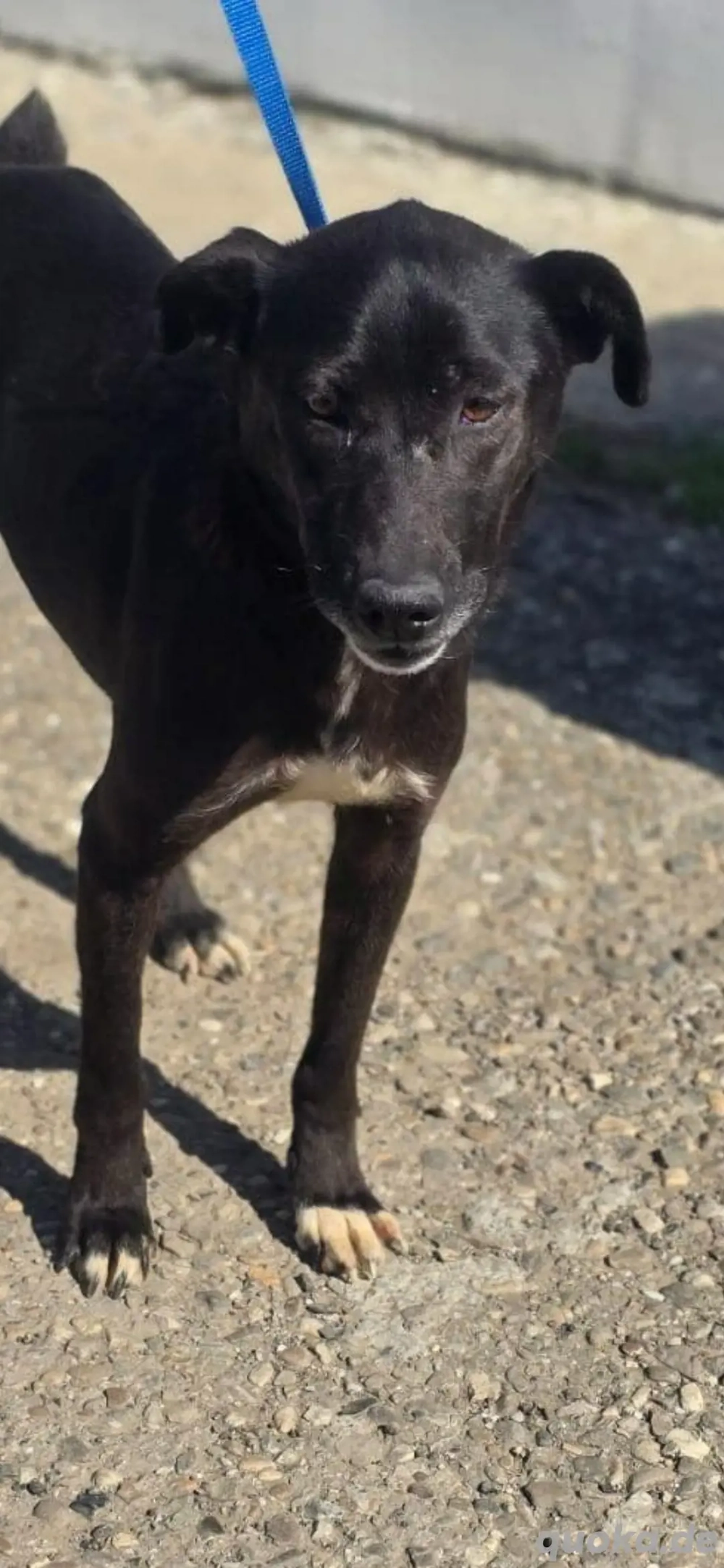 Kaya wünscht sich ein Zuhause 