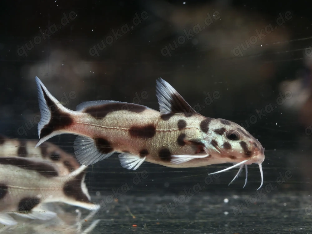 Synodontis polli white - Fiederbartwels - Welse - Aquarium Fische