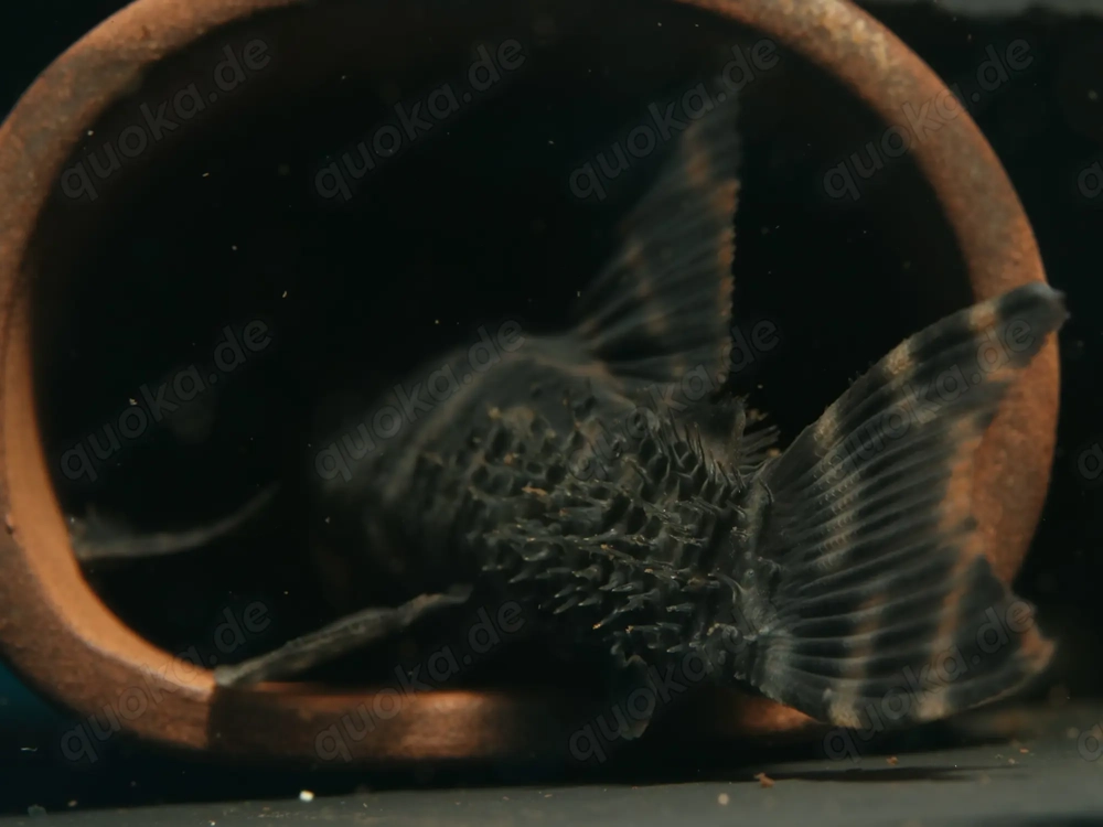 Peckoltia sp. L 494 - L-Wels - Saugwels - Fische - Aquarium