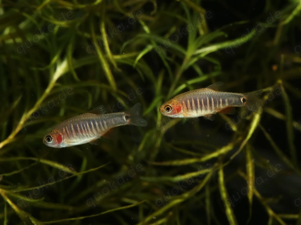 Querstreifen Zwergbärbling - Fische - Aquarium - Minifisch - Nano