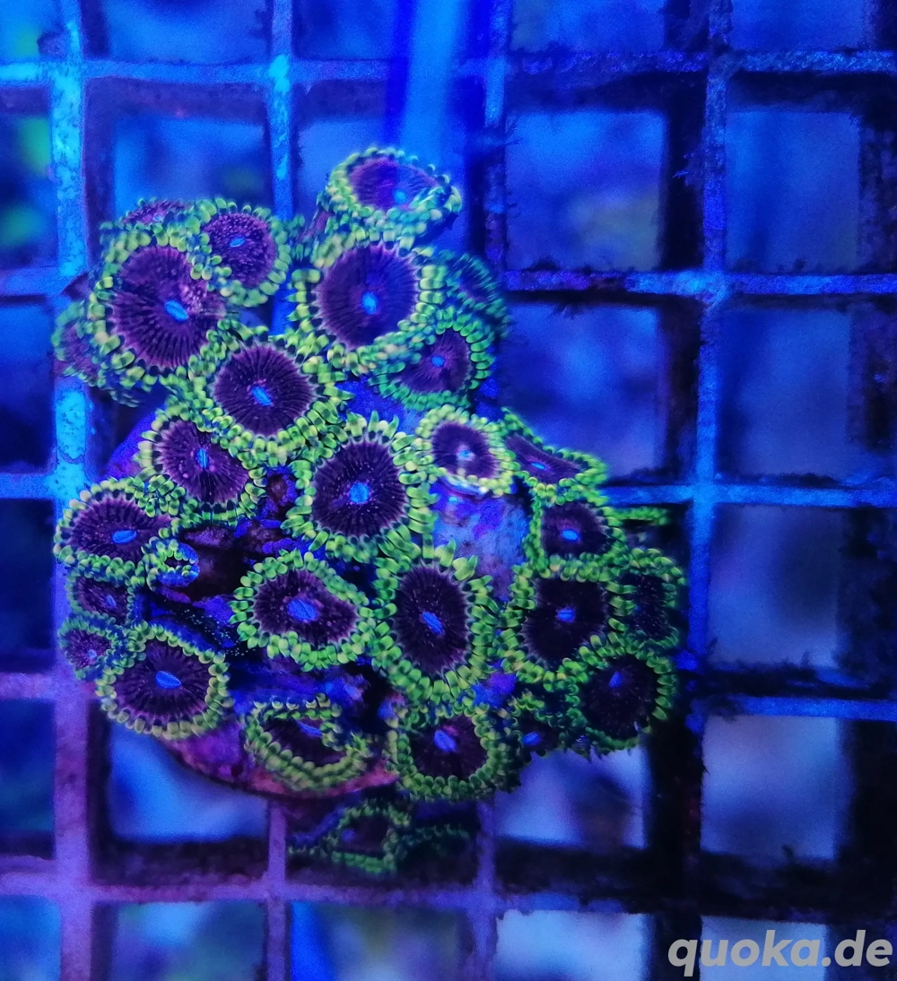Meerwasser Korallen Zoanthus 