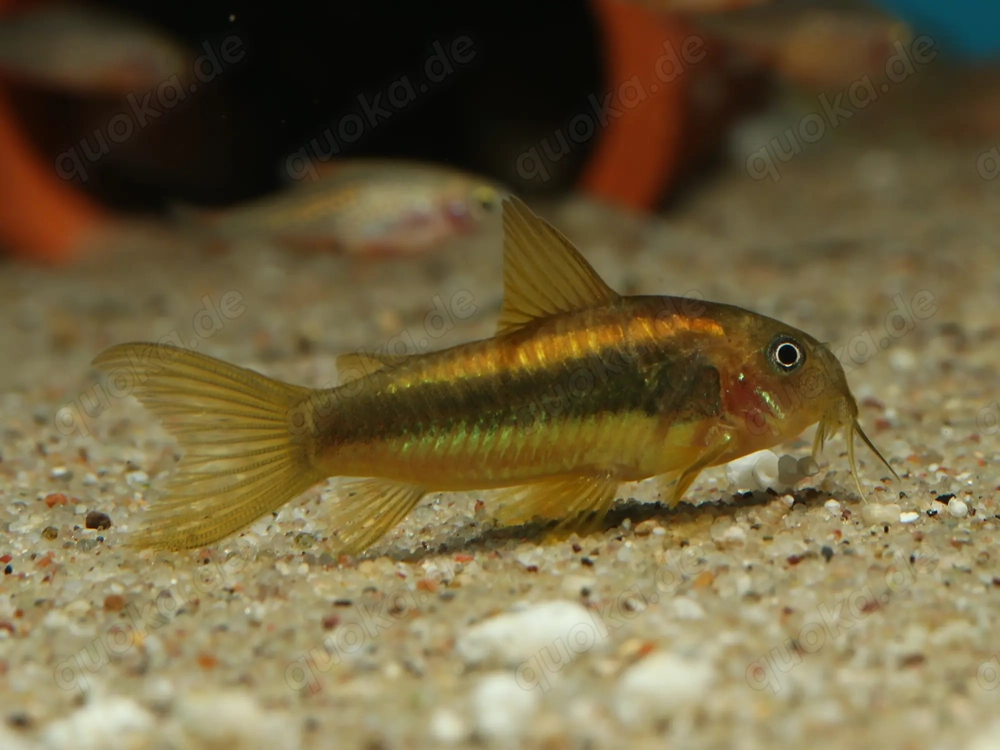 Corydoras sp. Gold Stripe CW10 - Orange Laser - Panzerwelse Welse