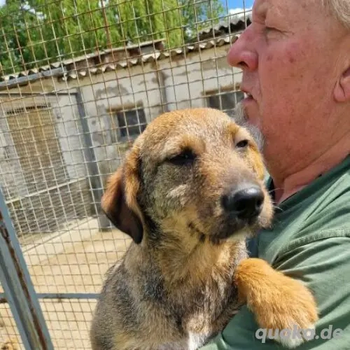 Moritz- Terrier Mix- geb ca 2023