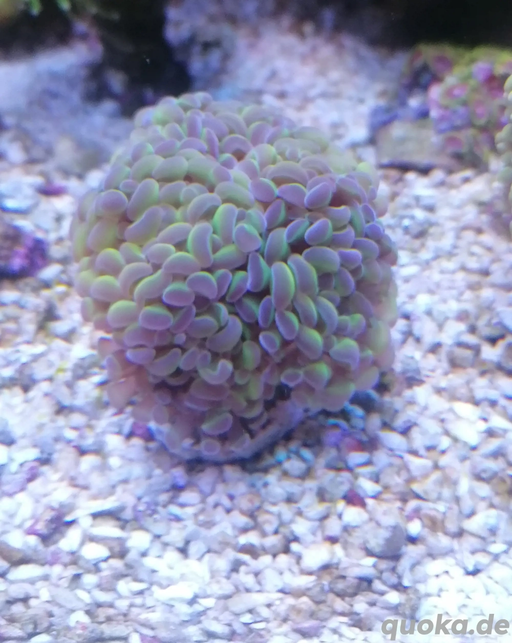 Meerwasser Korallen Euphyllia hologram 