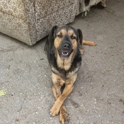 Suso-SchäferhundMix- geb va 2019