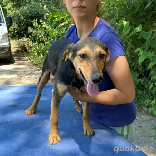 Cassie- LabradorSchäferhund Mix 