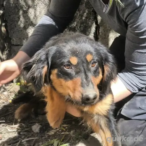 Viki-DackelMix- geb ca 2022