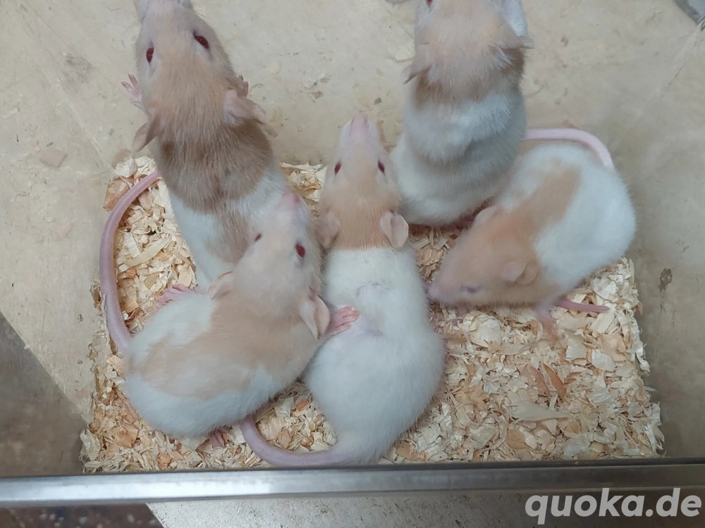 Junge Ratten in tollen Farben 