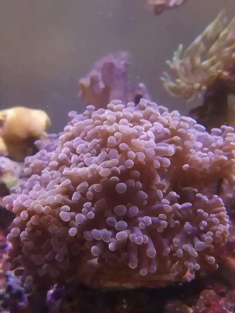 Euphillia, Euphillien, Steinkoralle, Korallen, Ableger, Salzwasser, Aquarium, Auflösung