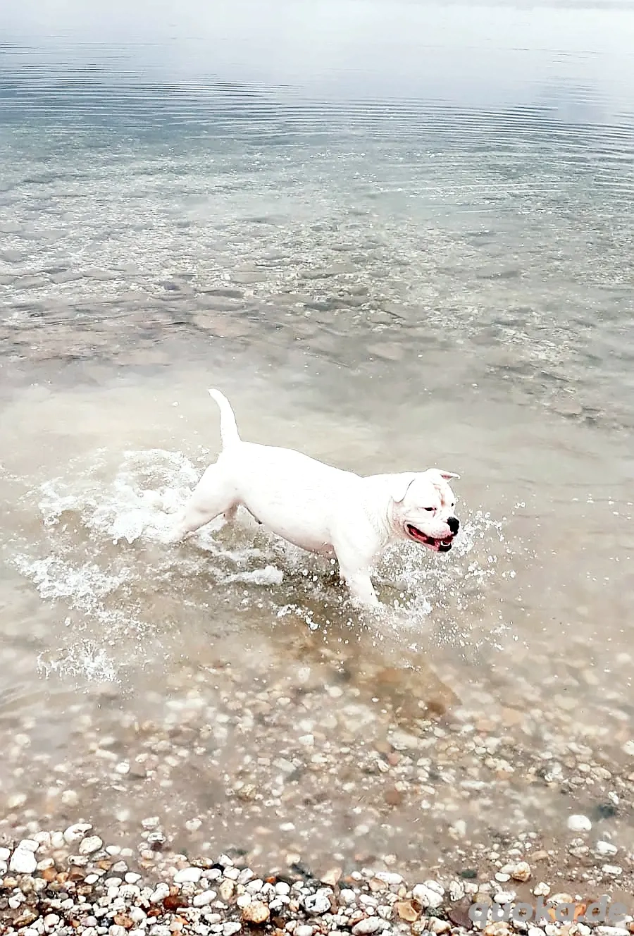 [DeckRüde] (Kein Verkauf)