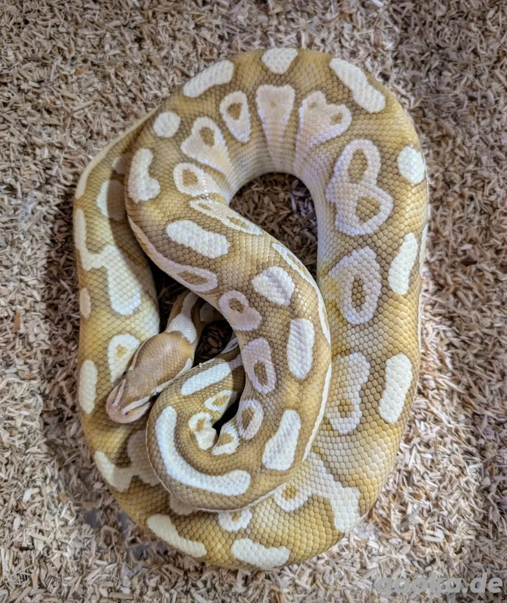 Python regius Pärchen Königspython. 