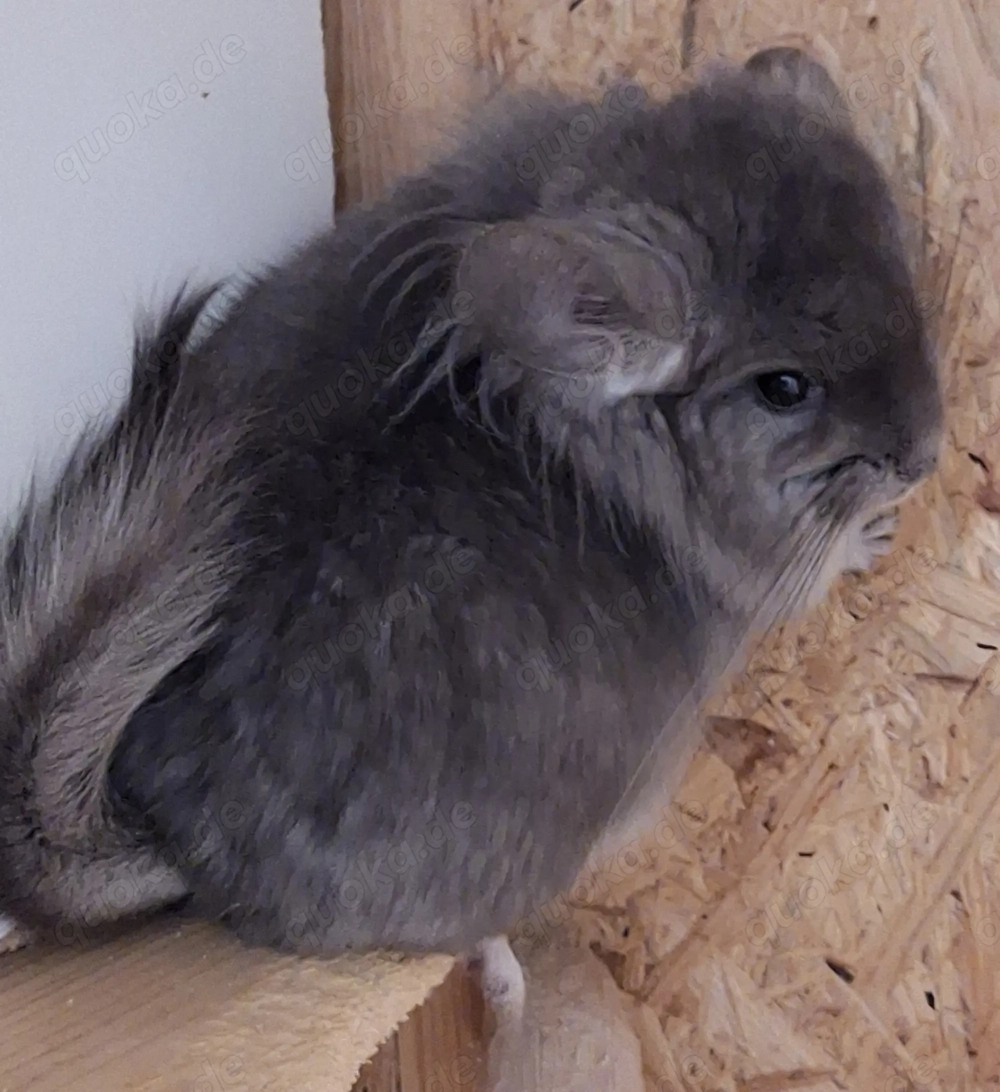 Angorachinchilla Böckchen