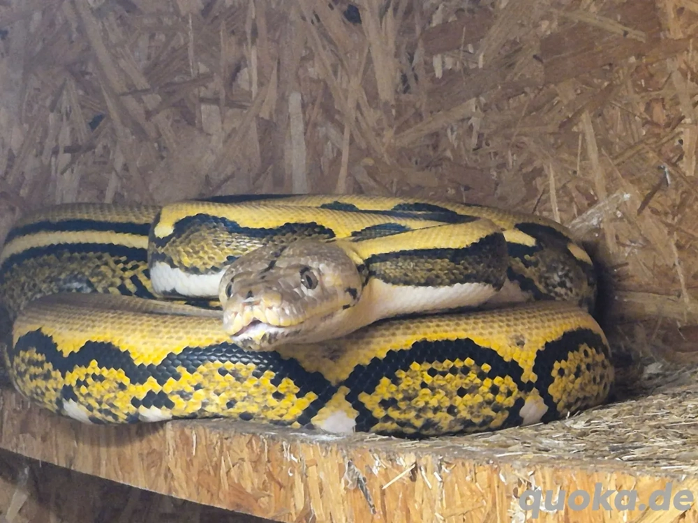 Python reticulatus Münchenlohra - Reptilien, Terraristik - kostenlose ...