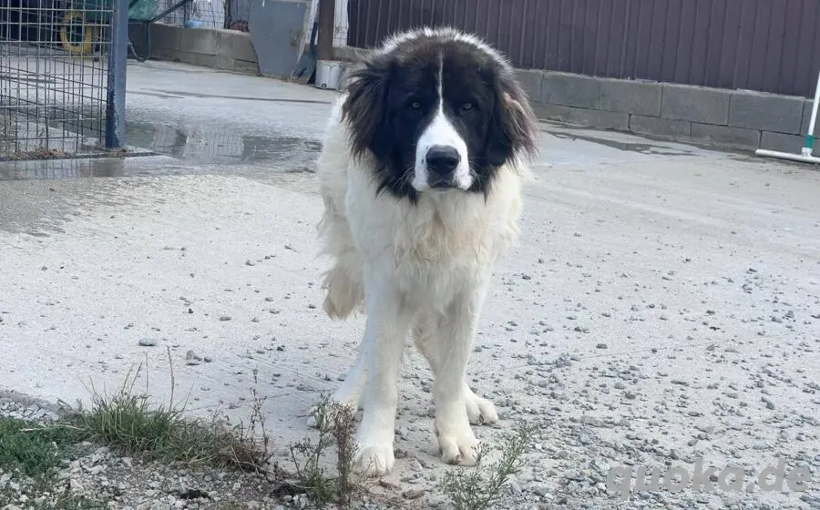 Hajo: sanfter Riese mit bewegender Vergangenheit