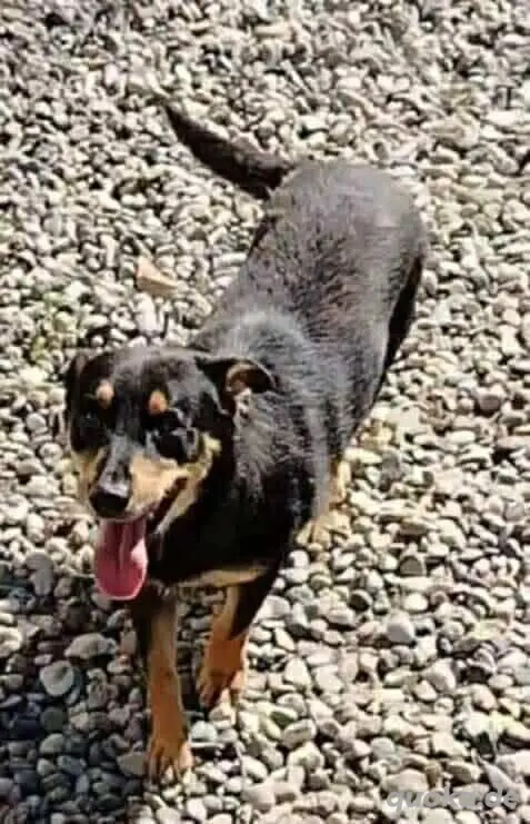 Pinscher Mix Rüde 2j 12kg 35 cm KINDERLIEB Ausreise nach Adoption BUNDESWEIT