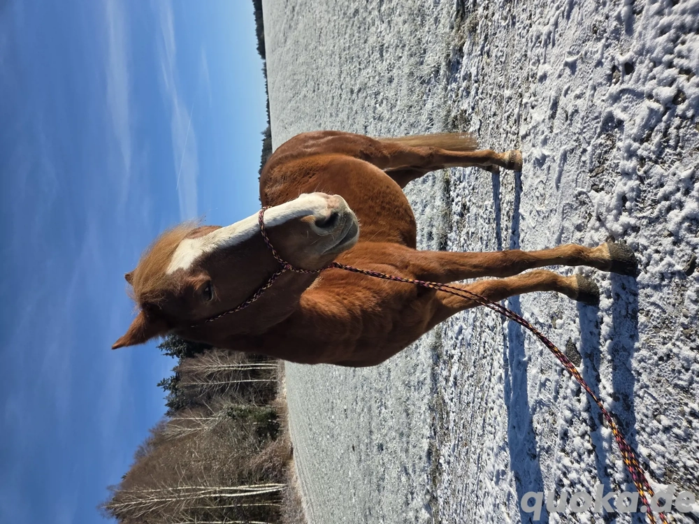 Freundlicher Sturschädel sucht seinen erfahrenen emphatischen Pferdemenschen