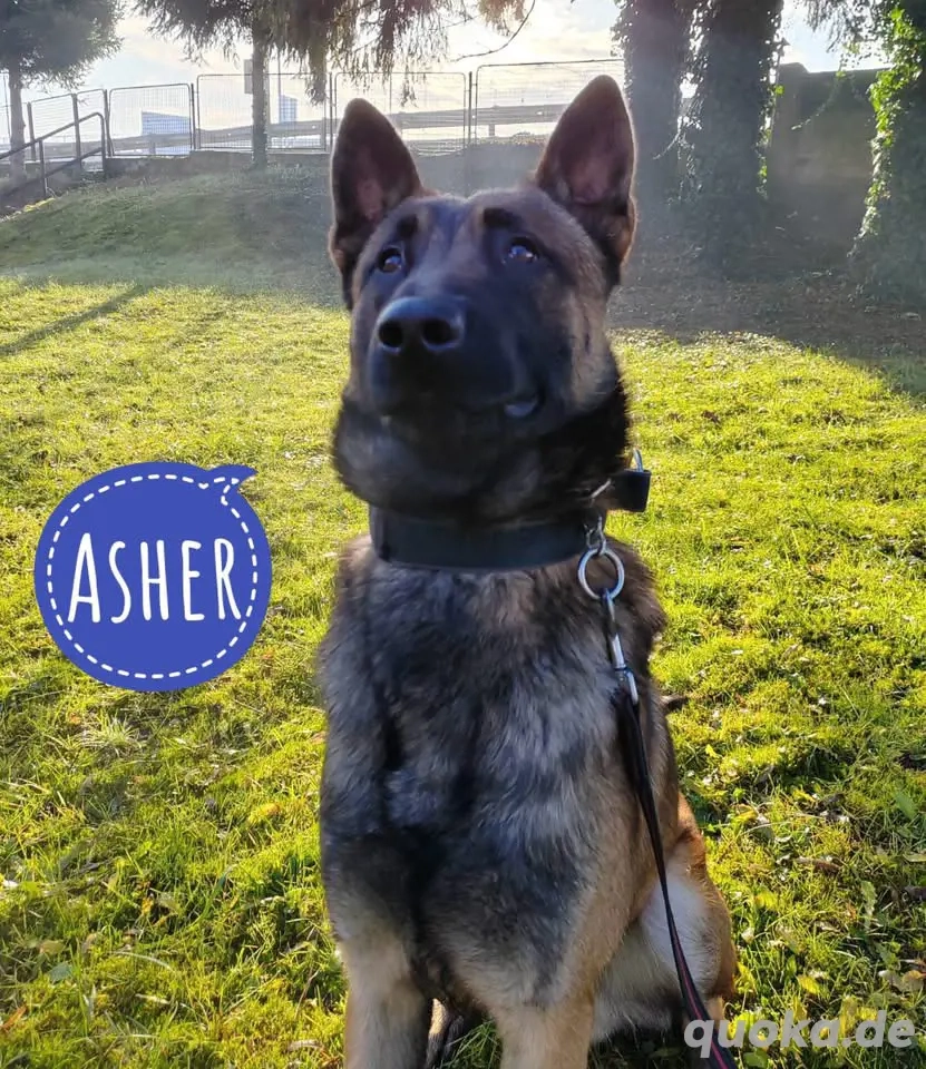 Asher, bildhübscher Malinois   Belgischer Schäferhund 