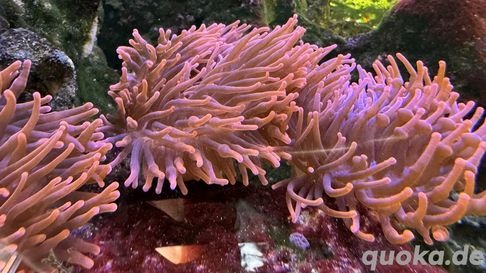 Meerwasseraquarium Fische